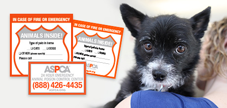Keep them safe with our free Pet Safety Pack
