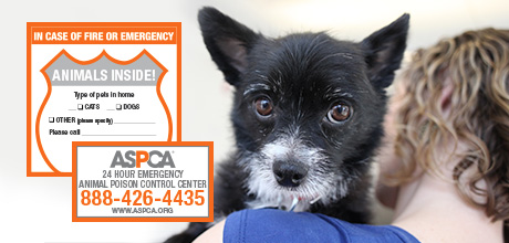 Pet Safety Pack Emergency Rescue Window Sticker Aspca Mobile Banner Image