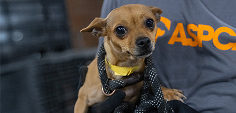 A small dog on a leash being held by an ASPCA team member