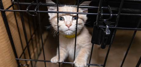 A kitten in a cage