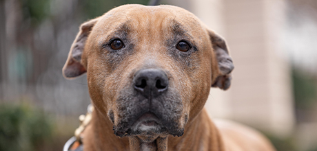 A dog that needs your help