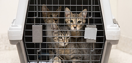 Three cats in a small animal carrier