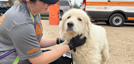 An older white dog is comforted by an ASPCA team member