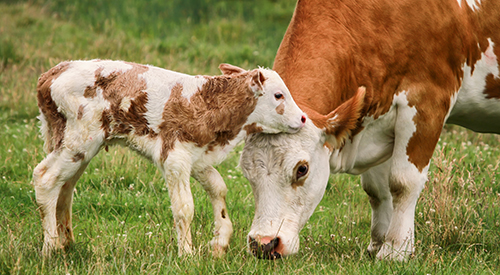 A cow and her calf