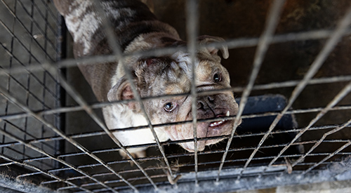 an english bulldog looking up through