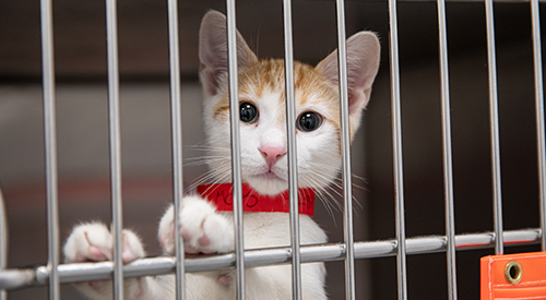 a young white cat with tan fur on the top of its head wearing a red shelter collar and looking a kennel mental gate