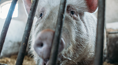 close up on pig looking through pig sty bars