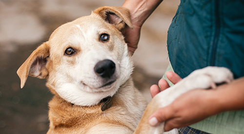 a tan and white dog standing up while a person holding its paws