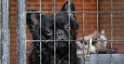 small black dog behind bars