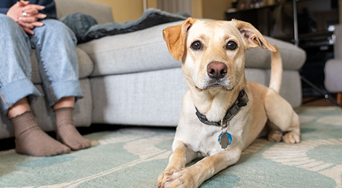 a yellow lab mix laying on the floor next to a couch with a person sitting on it