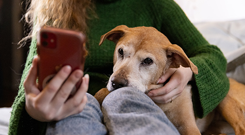 a dog on a woman's lap looking at her phone