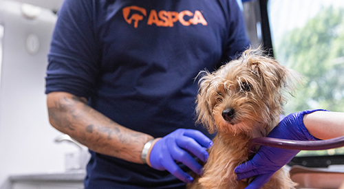 A small dog being examined by ASPCA vet staff