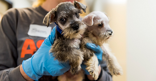 ASPCA staff holding two small dogs