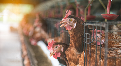 Brown Chickens in battery cages