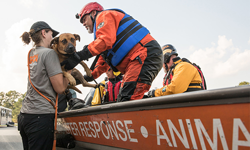 A dog being rescued by boat