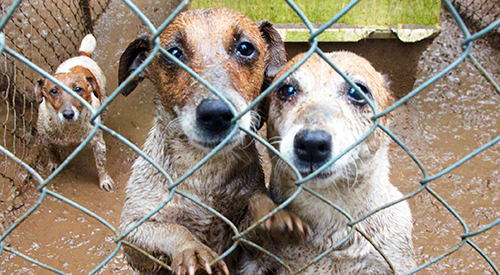 Dogs in cage