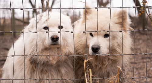 Dogs in cage