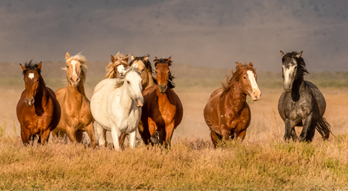 Wild horses