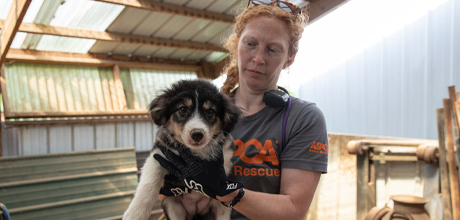 ASPCA rescue employee removing dog from dilapidated shed
