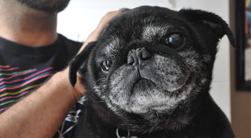 Black pug