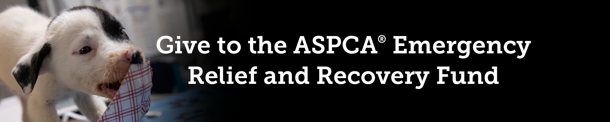 Give To The ASPCA Emergency Relief Recovery Fund ASPCA