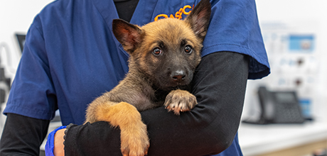 Brown and black puppy held by ASPCA worker