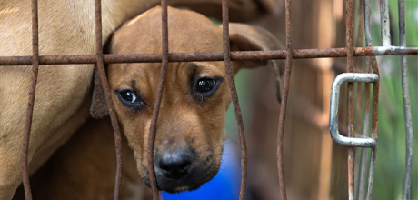 A puppy in a rusty cage