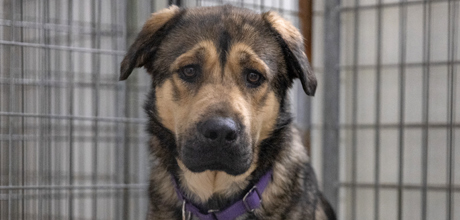 A puppy in a rusty cage