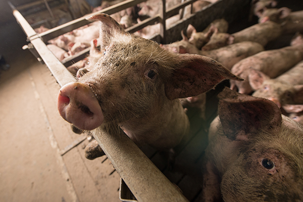Pigs crowded in cage