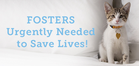 los angeles foster program l aspca