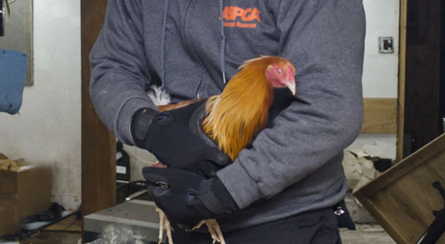 Person holding chicken