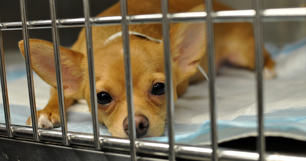 Join the Fight to End Cruelty! | ASPCA