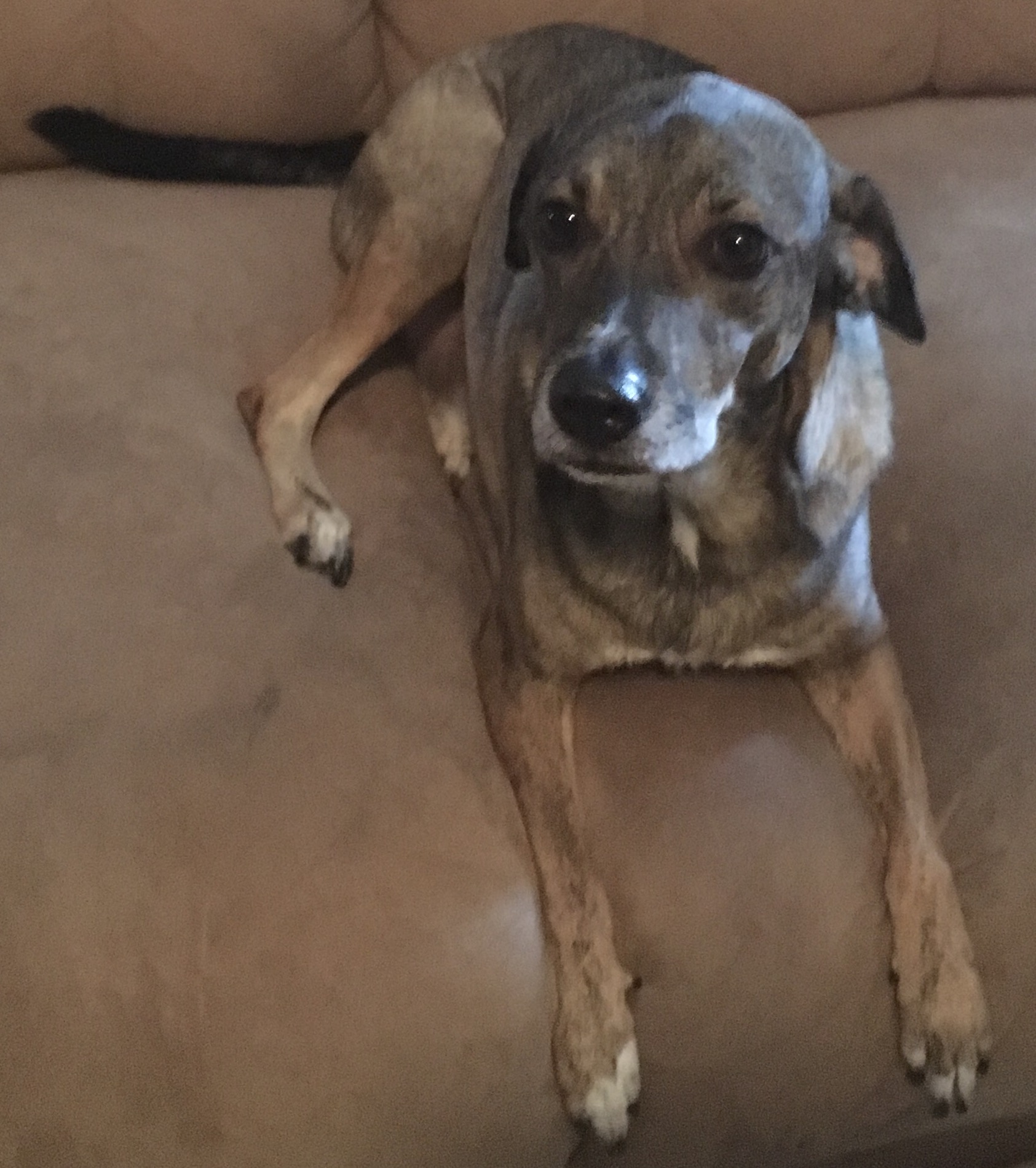 2017 ANIMALS THAT MATTER ASPCA CHALLENGE | ASPCA