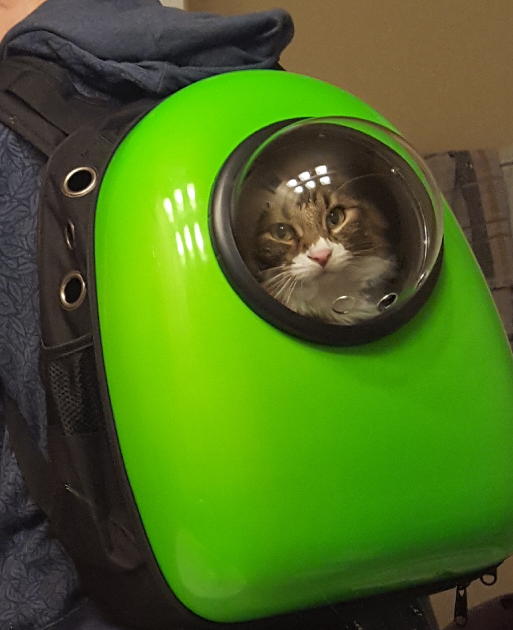 Rocket Cat ASPCA