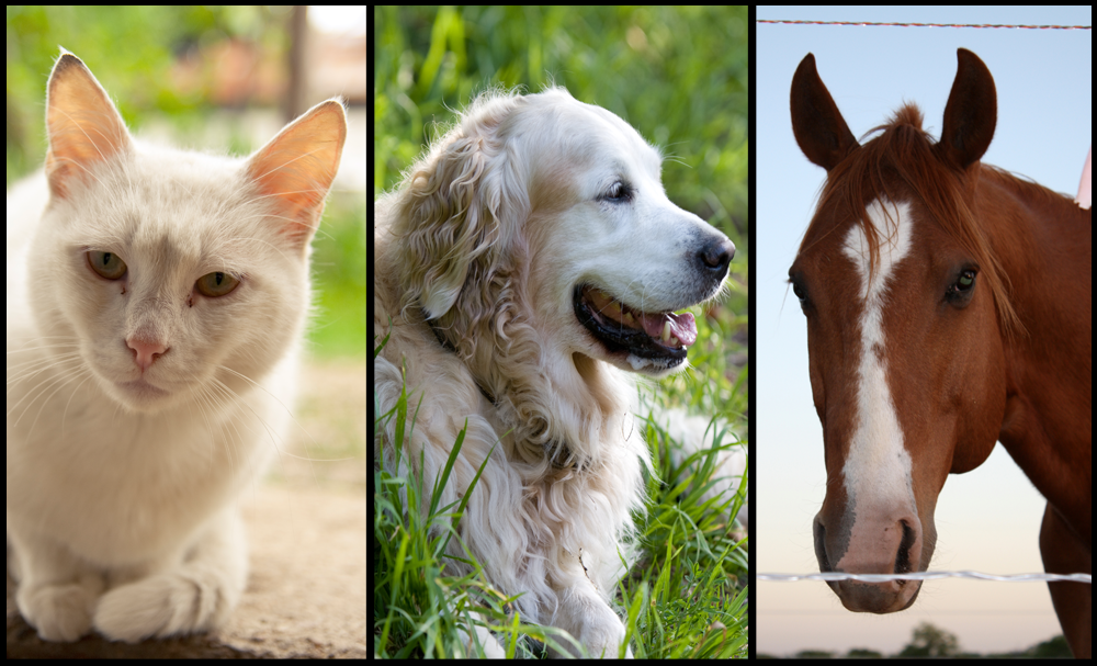 Картинка собака кошка лошадь. Собака кошка лошадь. Кошка собака лошадь вместе. Лошадка кошечка собачка. Кошка собака корова.