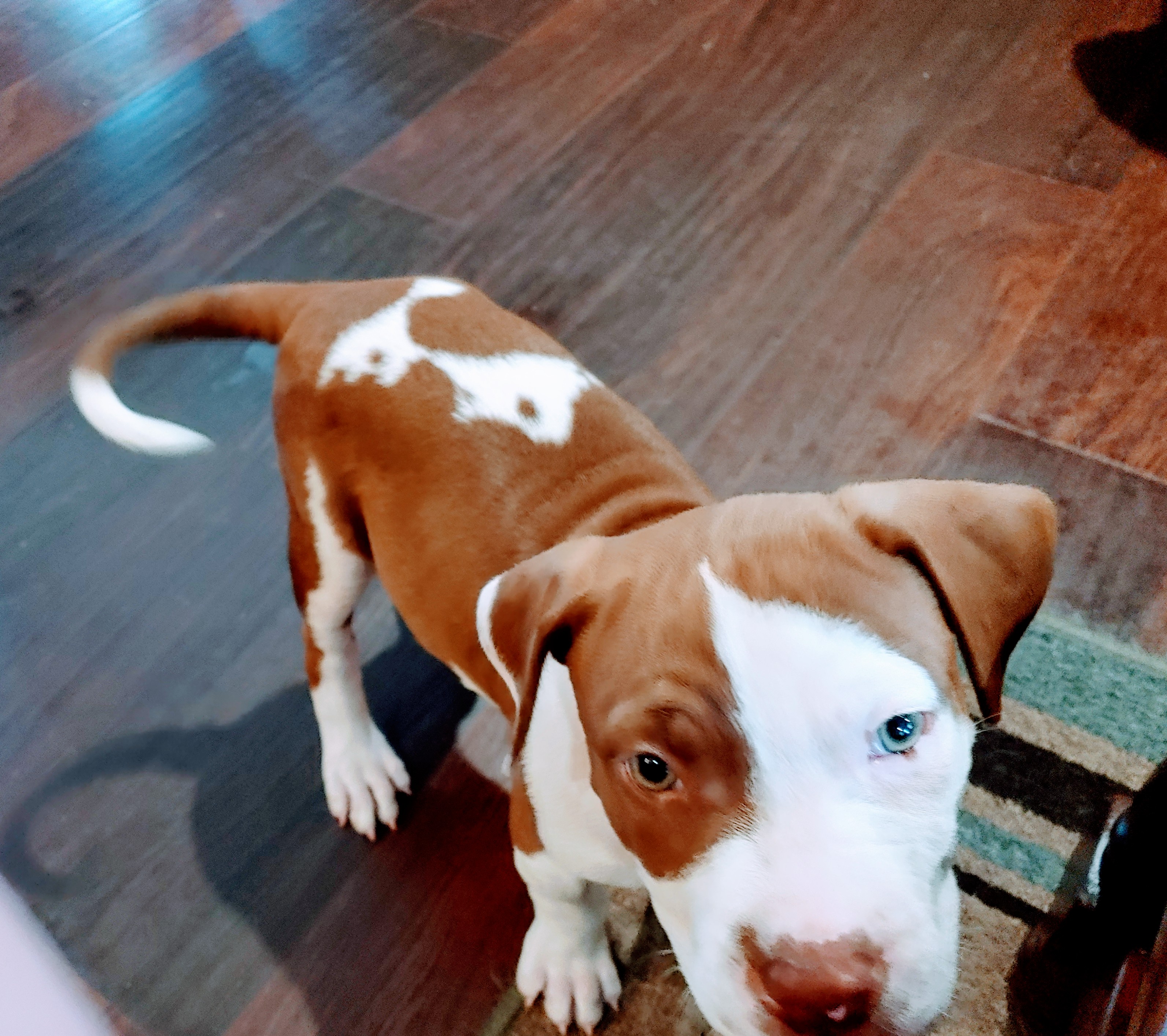 phoebe-s-birthday-campaign-aspca