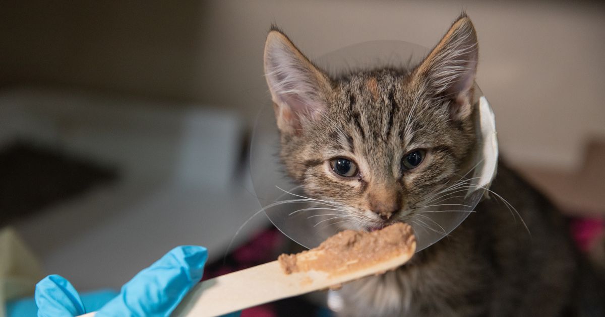 How Much Money Donated To Aspca Actually Goes To Animals Donate to the ASPCA and Help Animals | Donate Now | ASPCA