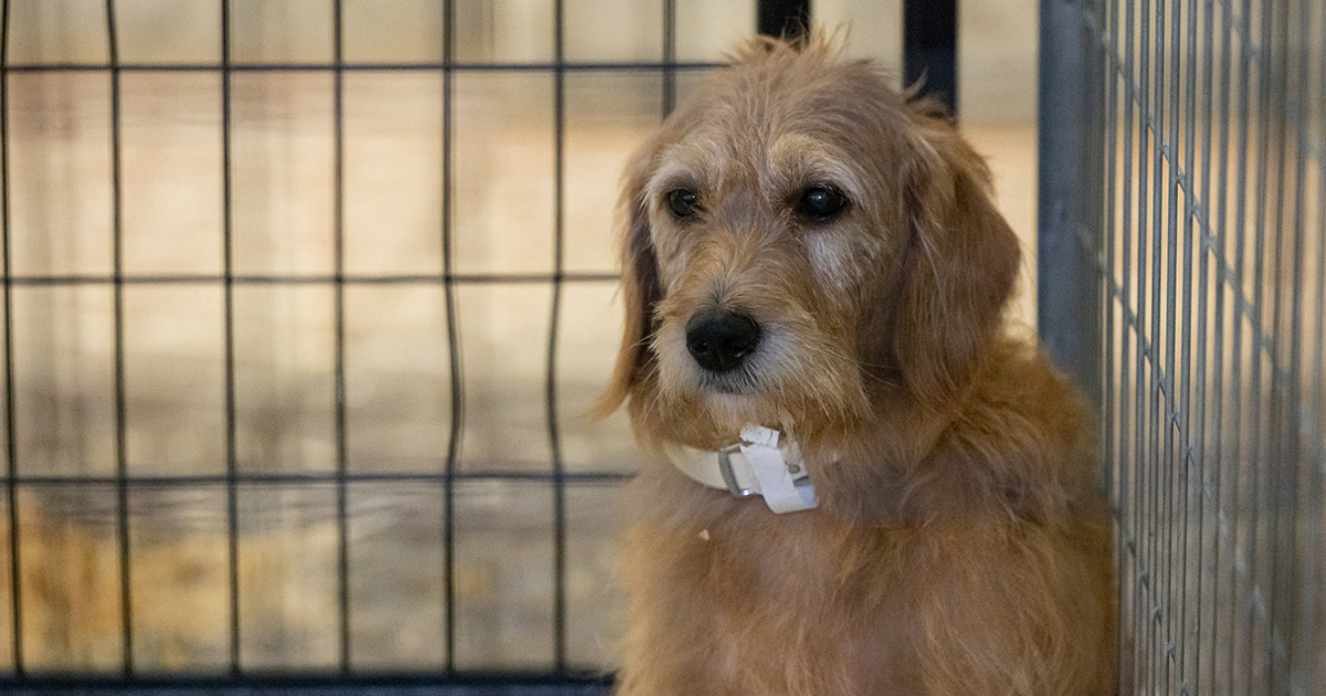 Oppose Harmful Bill That Could Fuel Puppy Mill Cruelty in Indiana | ASPCA Oppose Harmful Bill That Could Fuel Puppy Mill Cruelty in Indiana | ASPCA