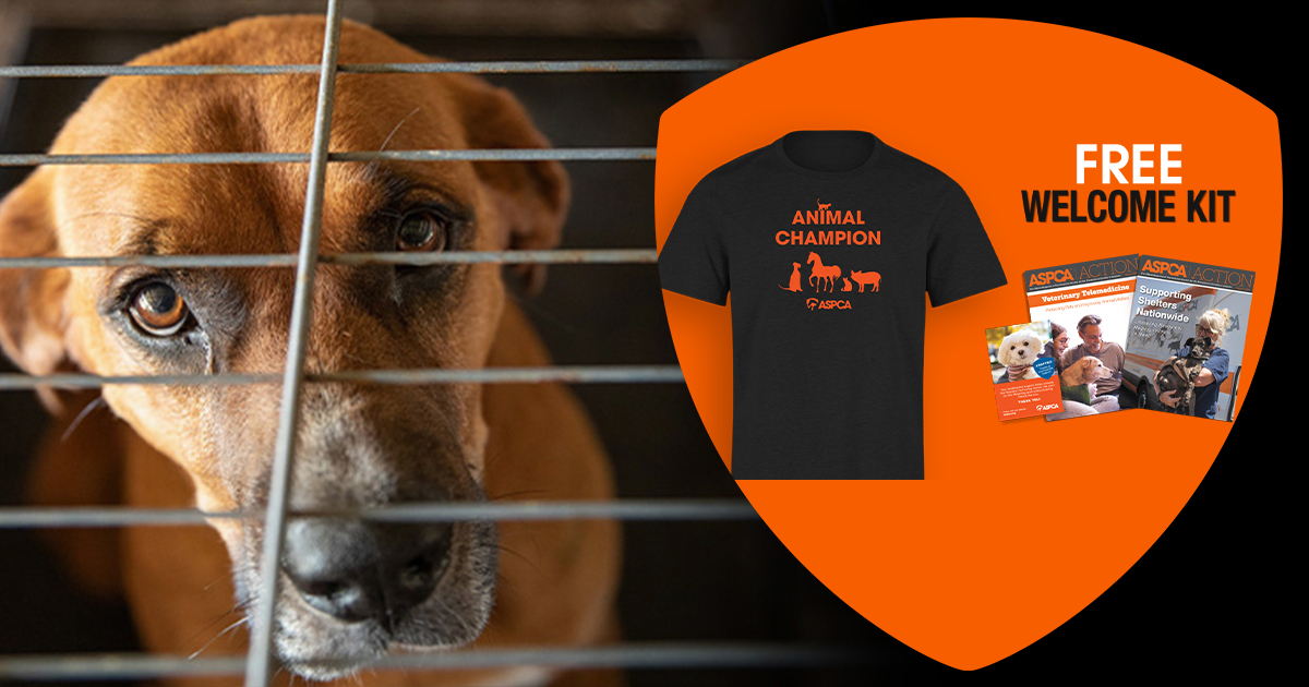 You Can Help Save Animals Today! | ASPCA