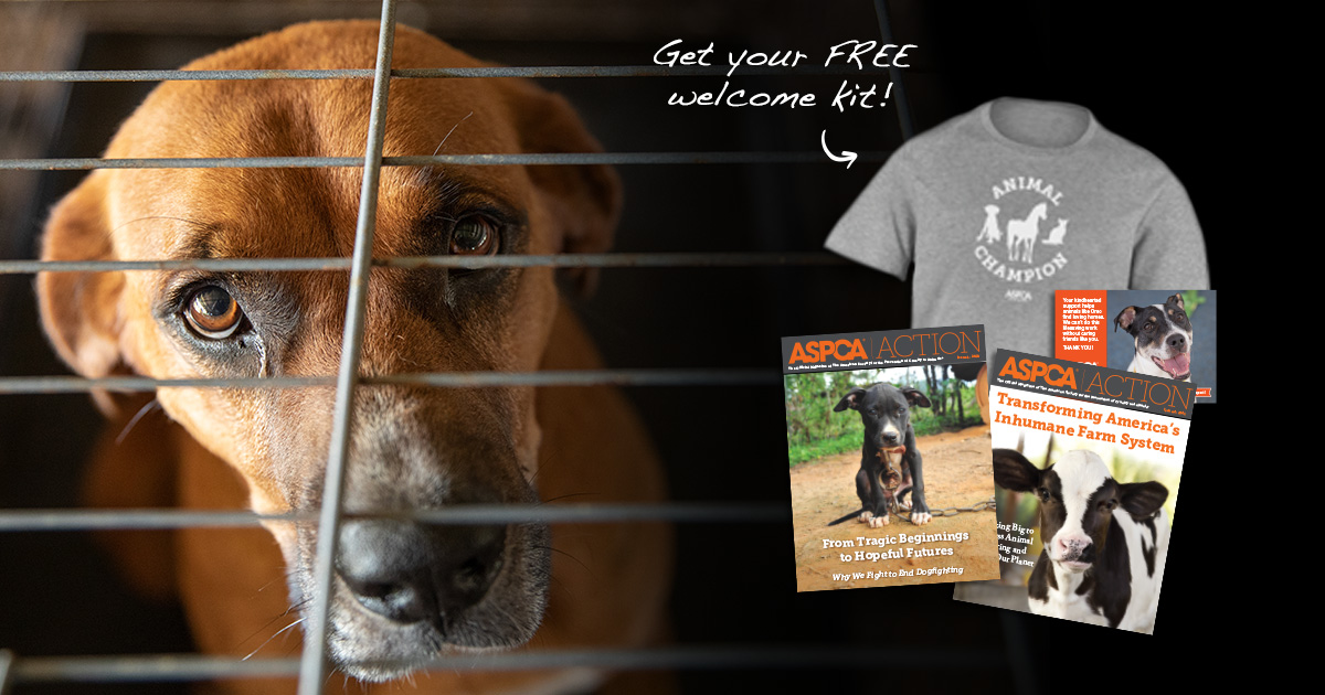 You Can Help Save Animals Today! | ASPCA