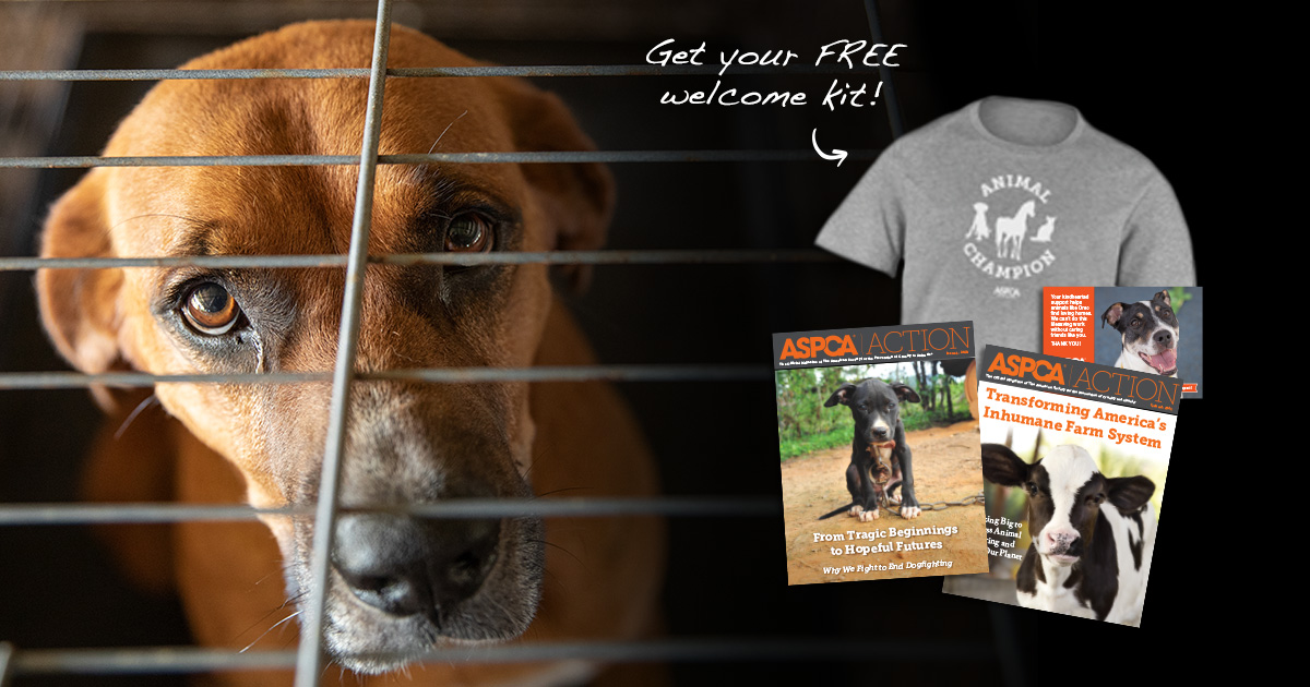 you-can-help-save-animals-today-aspca