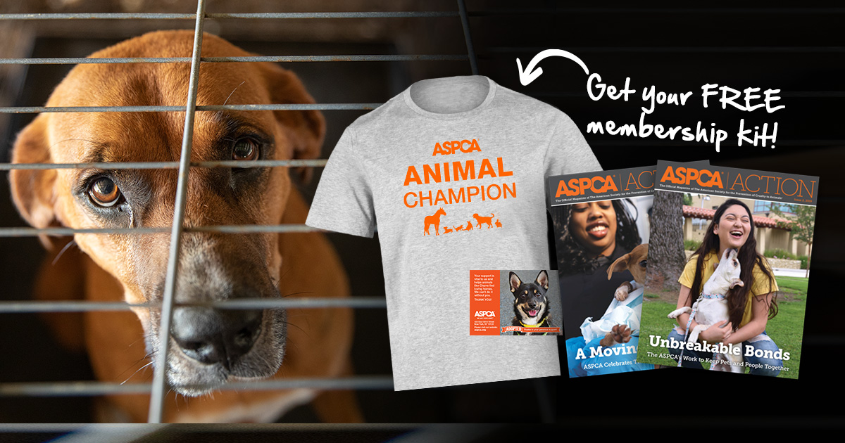 Aspca animal hot sale champion t shirt