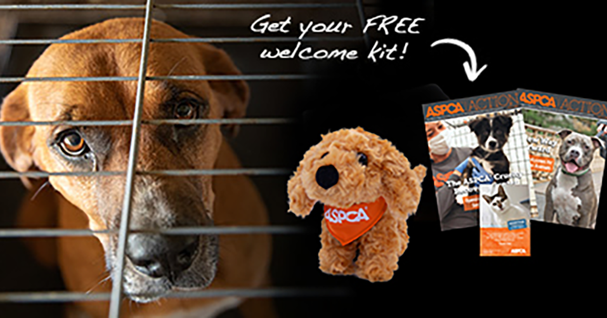 You Can Help Save Animals Today! | ASPCA