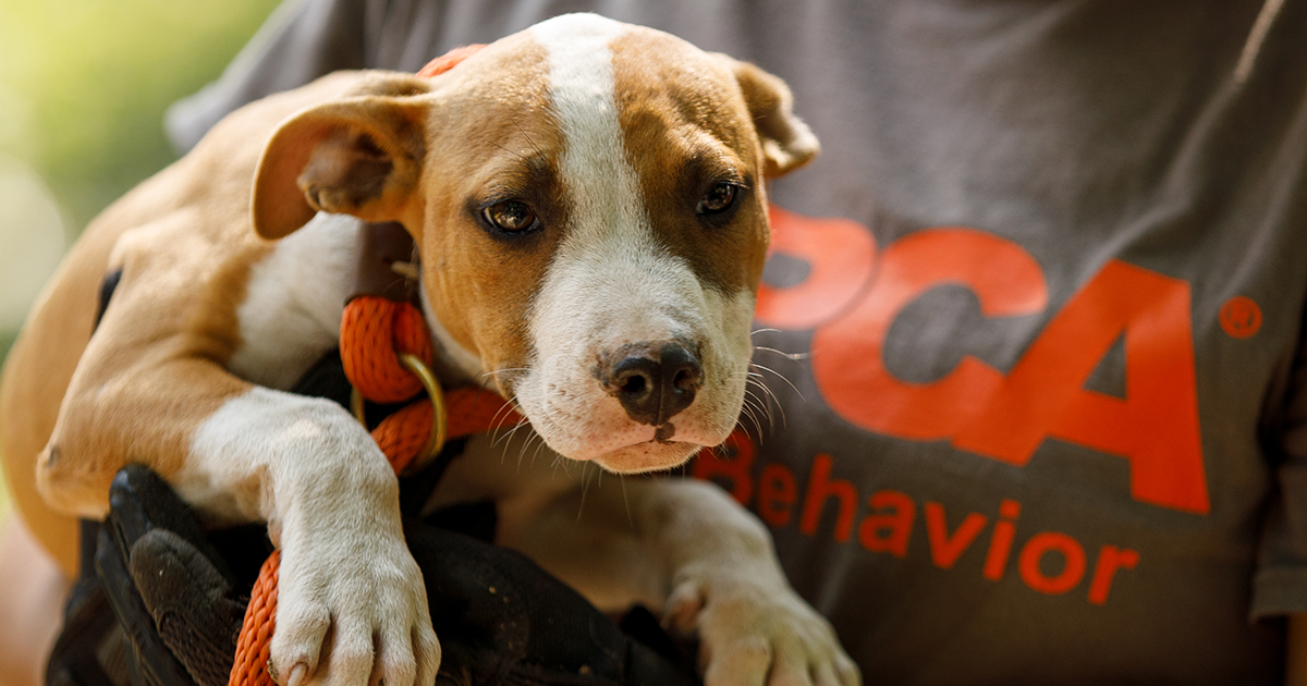 Give Now To Help Cruelty Victims Heal Make A Gift ASPCA