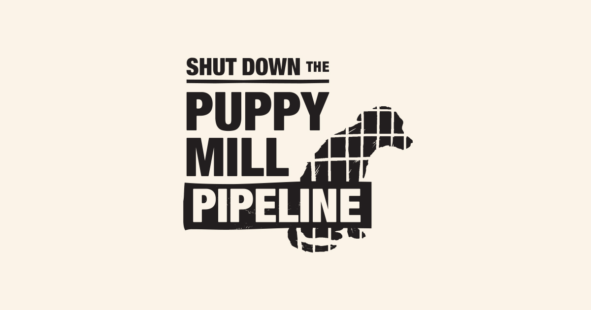 New York: The Time Is Now! Shut Down the Puppy Mill ...