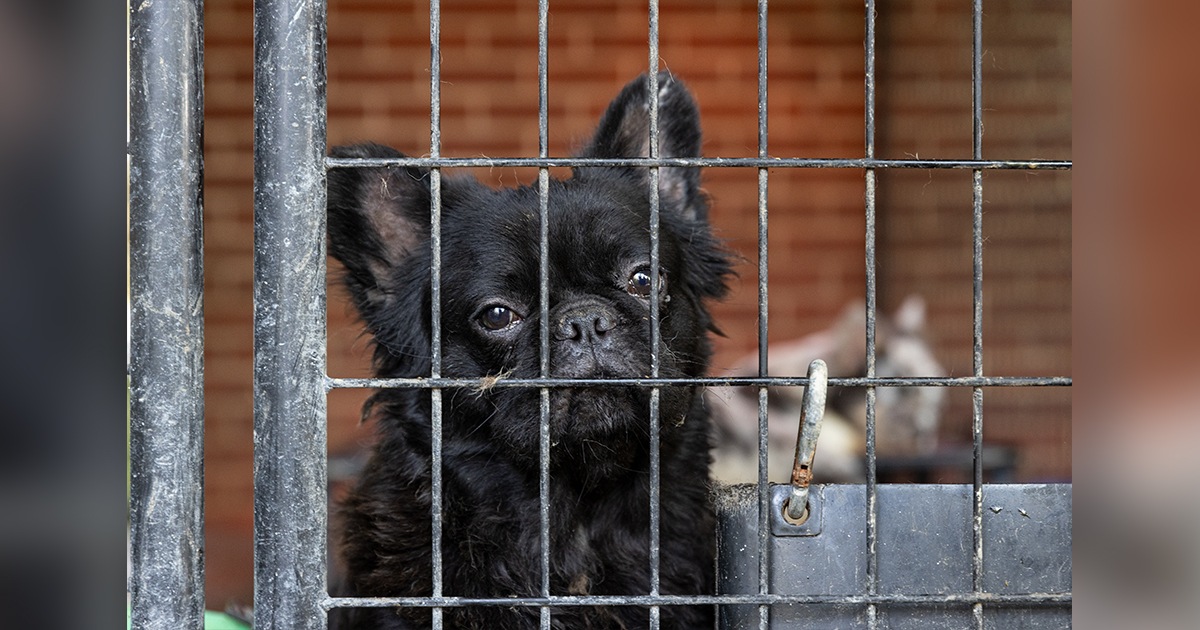 NJ Shut Down the Puppy Mill Pipeline! ASPCA