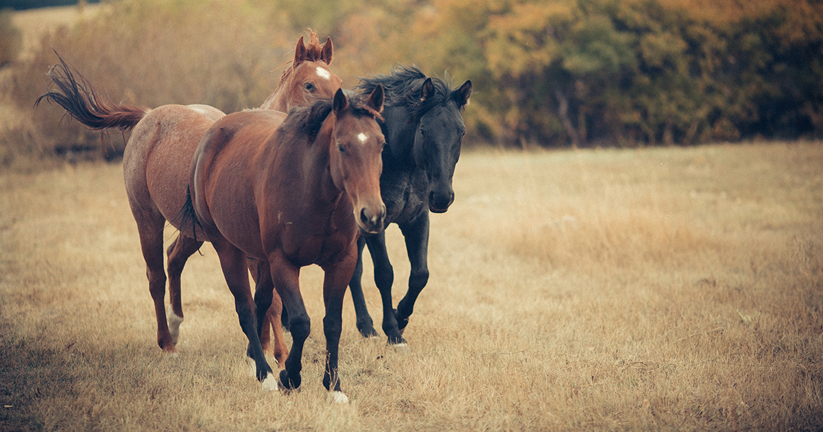 USA Urge Congress To Fund Animal Welfare In 2024 ASPCA   AdvoAlert FY2024 Fb 