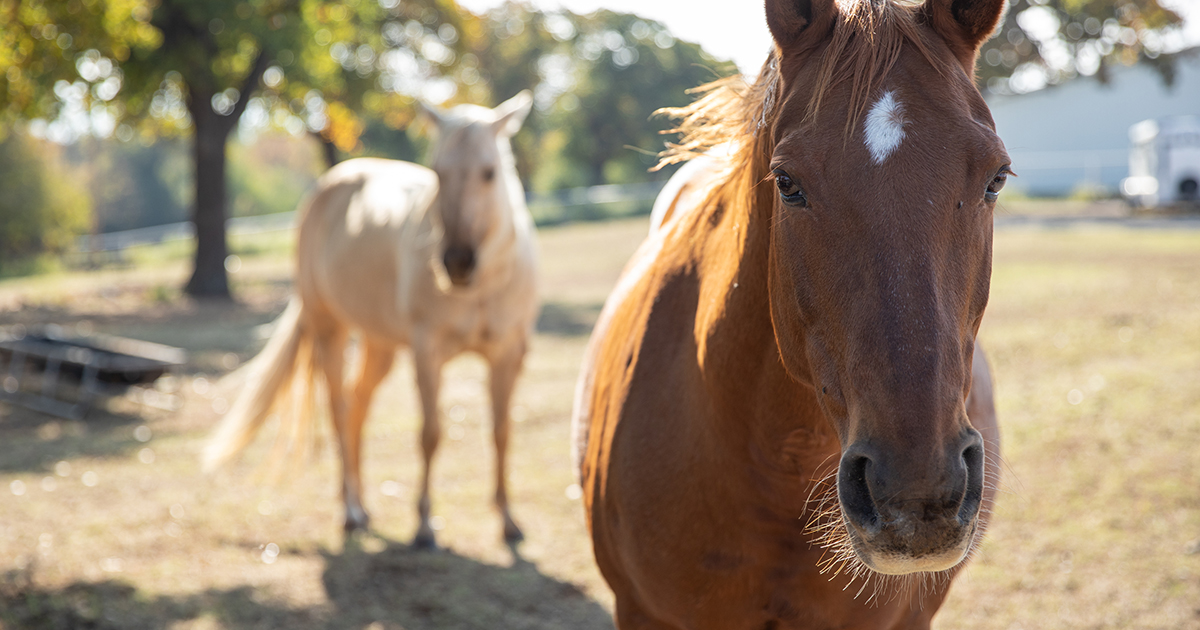 USA It’s Time to Ban Horse Slaughter Once and for All ASPCA