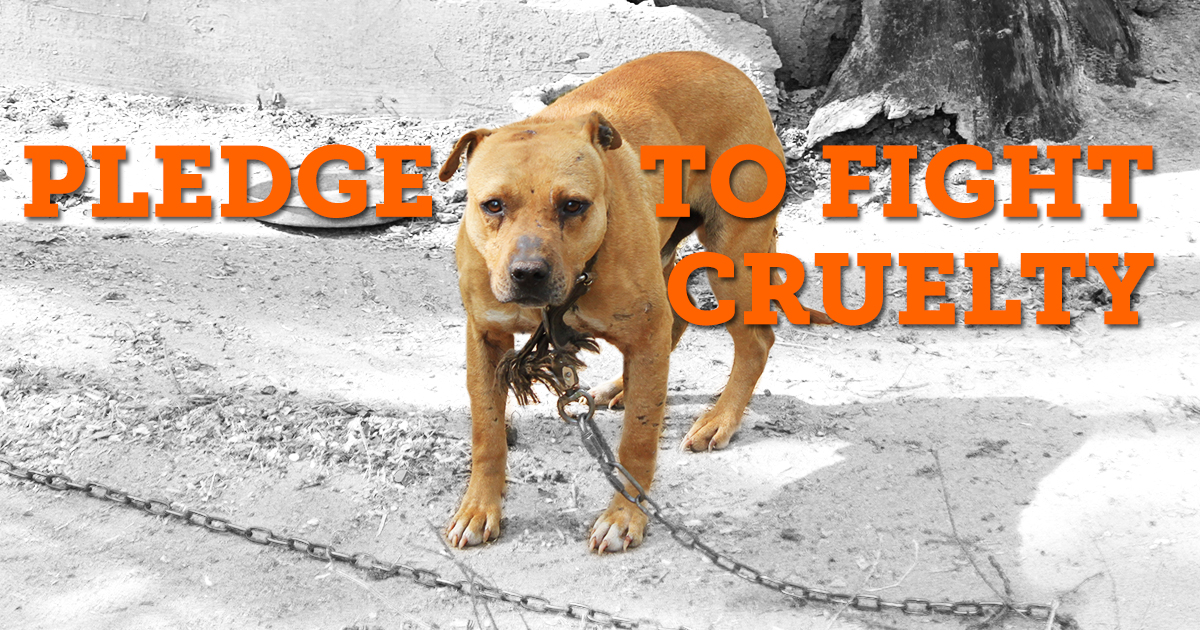 Take the Pledge to Fight Animal Cruelty l Take Action l ASPCA