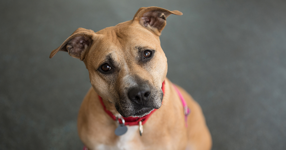 Be Their Hero Give Today ASPCA